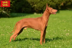 Mehr über den Artikel erfahren Cirneco dell´ Etna Züchter und Welpen in der Normandie