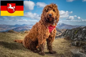 Read more about the article Cockapoo Züchter und Welpen in Niedersachsen