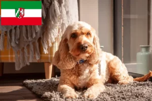 Read more about the article Cockapoo Züchter und Welpen in Nordrhein-Westfalen