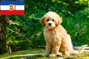 Read more about the article Cockapoo Züchter und Welpen in Schleswig-Holstein