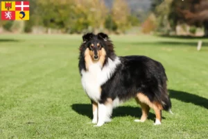 Mehr über den Artikel erfahren Collie Züchter und Welpen in Auvergne-Rhône-Alpes