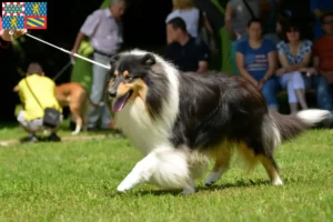 Mehr über den Artikel erfahren Collie Züchter und Welpen in Bourgogne-Franche-Comté