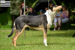 Mehr über den Artikel erfahren Collie Züchter und Welpen in der Bretagne