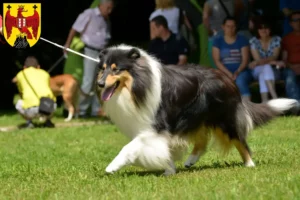 Mehr über den Artikel erfahren Collie Züchter und Welpen im Burgenland