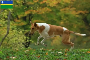 Mehr über den Artikel erfahren Collie Züchter und Welpen in Flevoland