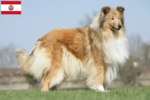 Mehr über den Artikel erfahren Collie Züchter und Welpen in Französisch-Polynesien