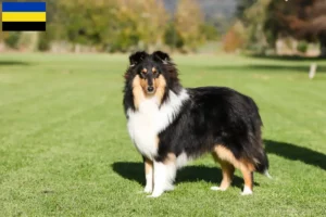 Mehr über den Artikel erfahren Collie Züchter und Welpen in Gelderland