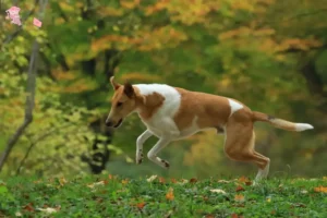 Mehr über den Artikel erfahren Collie Züchter und Welpen in Hovedstaden