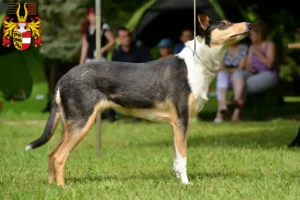 Mehr über den Artikel erfahren Collie Züchter und Welpen in Kärnten