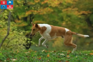 Mehr über den Artikel erfahren Collie Züchter und Welpen in Karlsbad