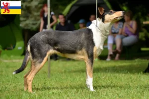 Mehr über den Artikel erfahren Collie Züchter und Welpen in Limburg