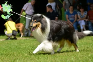 Mehr über den Artikel erfahren Collie Züchter und Welpen in Sjælland