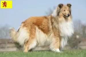 Mehr über den Artikel erfahren Collie Züchter und Welpen in Südholland