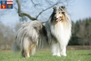 Mehr über den Artikel erfahren Collie Züchter und Welpen in Südmähren