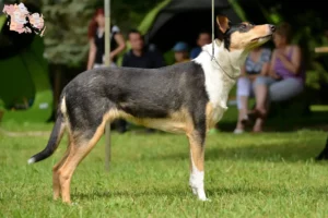 Mehr über den Artikel erfahren Collie Züchter und Welpen in Syddanmark