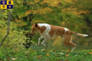 Mehr über den Artikel erfahren Collie Züchter und Welpen in Zlín