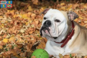 Mehr über den Artikel erfahren Continental Bulldog Züchter und Welpen in Bourgogne-Franche-Comté