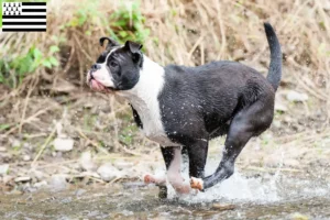 Mehr über den Artikel erfahren Continental Bulldog Züchter und Welpen in der Bretagne