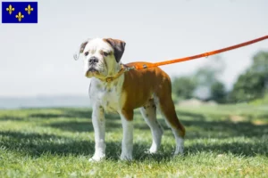 Mehr über den Artikel erfahren Continental Bulldog Züchter und Welpen in Île-de-France