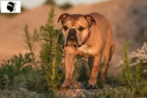 Mehr über den Artikel erfahren Continental Bulldog Züchter und Welpen auf Korsika