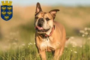 Mehr über den Artikel erfahren Continental Bulldog Züchter und Welpen in Niederösterreich