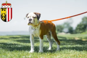 Mehr über den Artikel erfahren Continental Bulldog Züchter und Welpen in Oberösterreich