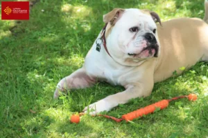 Mehr über den Artikel erfahren Continental Bulldog Züchter und Welpen in Okzitanien