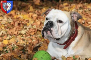 Mehr über den Artikel erfahren Continental Bulldog Züchter und Welpen in Pays de la Loire