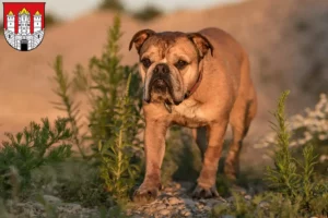 Mehr über den Artikel erfahren Continental Bulldog Züchter und Welpen in Salzburg