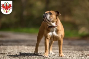 Mehr über den Artikel erfahren Continental Bulldog Züchter und Welpen in Tirol