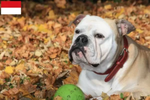 Mehr über den Artikel erfahren Continental Bulldog Züchter und Welpen in Wien