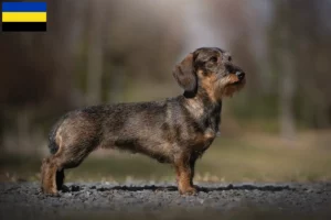 Mehr über den Artikel erfahren Dackel Züchter und Welpen in Gelderland