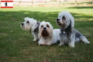 Mehr über den Artikel erfahren Dandie Dinmont Terrier Züchter und Welpen in Berlin