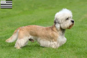 Mehr über den Artikel erfahren Dandie Dinmont Terrier Züchter und Welpen in der Bretagne