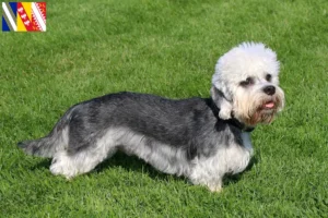 Mehr über den Artikel erfahren Dandie Dinmont Terrier Züchter und Welpen in Grand Est