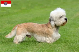 Mehr über den Artikel erfahren Dandie Dinmont Terrier Züchter und Welpen in Hessen