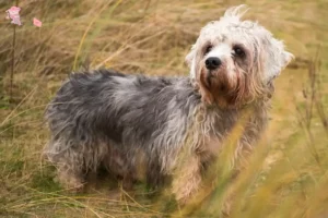 Mehr über den Artikel erfahren Dandie Dinmont Terrier Züchter und Welpen in Hovedstaden