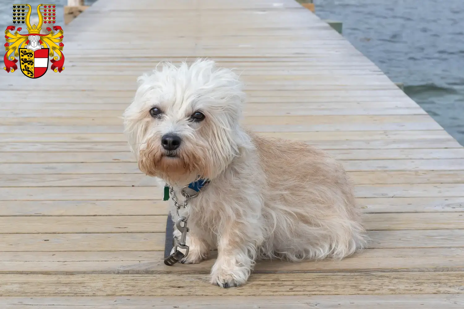 Dandie Dinmont Terrier Züchter und Welpen in Kärnten - DogWeb.de