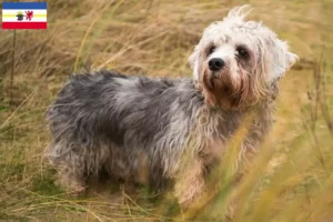 Mehr über den Artikel erfahren Dandie Dinmont Terrier Züchter und Welpen in Mecklenburg-Vorpommern