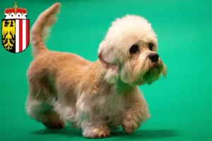 Mehr über den Artikel erfahren Dandie Dinmont Terrier Züchter und Welpen in Oberösterreich