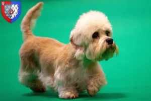 Mehr über den Artikel erfahren Dandie Dinmont Terrier Züchter und Welpen in Pays de la Loire