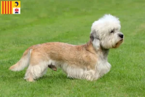 Mehr über den Artikel erfahren Dandie Dinmont Terrier Züchter und Welpen in der Provence-Alpes-Côte d’Azur