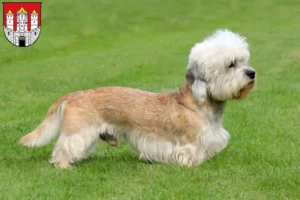 Mehr über den Artikel erfahren Dandie Dinmont Terrier Züchter und Welpen in Salzburg