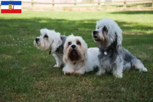 Mehr über den Artikel erfahren Dandie Dinmont Terrier Züchter und Welpen in Schleswig-Holstein