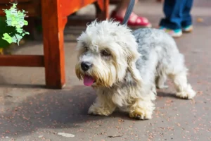 Mehr über den Artikel erfahren Dandie Dinmont Terrier Züchter und Welpen in Sjælland