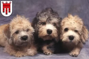 Mehr über den Artikel erfahren Dandie Dinmont Terrier Züchter und Welpen in Vorarlberg