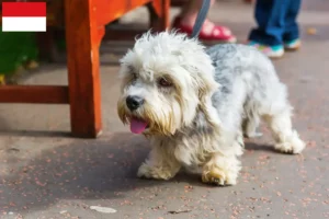 Mehr über den Artikel erfahren Dandie Dinmont Terrier Züchter und Welpen in Wien