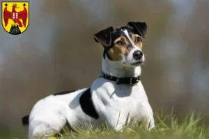 Mehr über den Artikel erfahren Danish-Swedish Farmdog Züchter und Welpen im Burgenland