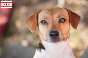 Mehr über den Artikel erfahren Danish-Swedish Farmdog Züchter und Welpen in Drenthe