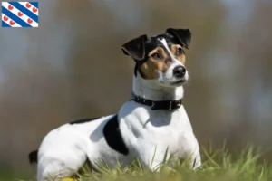 Mehr über den Artikel erfahren Danish-Swedish Farmdog Züchter und Welpen in Friesland